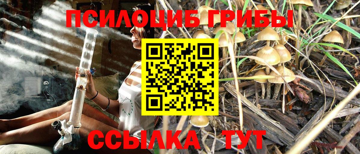 Галлюциногенные грибы Psilocybine cubensis Ачинск